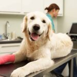 The Importance of Pet Dental Care for a Happy and Healthy Life