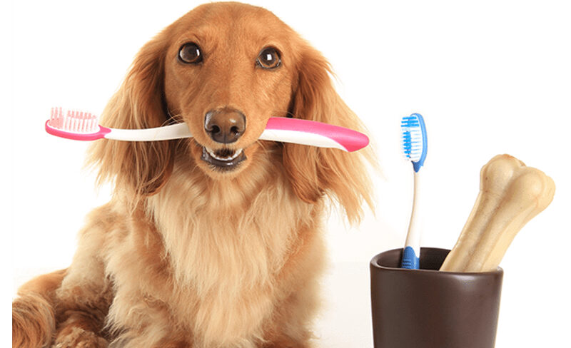 PET-DENTISTRY-e1722152073241 001